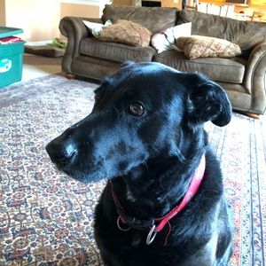 Meet your Posher, Chase